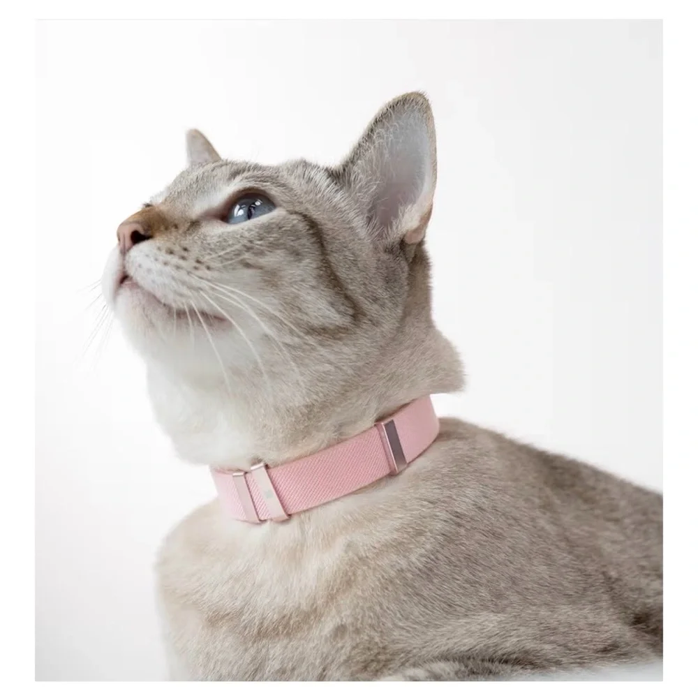 Purple Cat Safety Collar (A151)